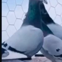 کبوتر گمشده