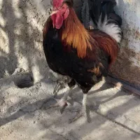 فروش ۱۴عدد خسی مرغ وخروس