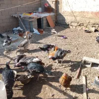 فروش بوقلمون بدلیل نیازمالی