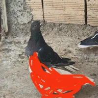 بدرنگ دم سفید نر جوانه صید|پرنده|بجنورد, |دیوار