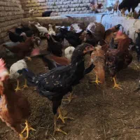 خروس محلی|حیوانات مزرعه|بیلوار, |دیوار