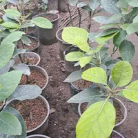 تولیدوفروش انواع نهال آووکادو پیوندی|خدمات باغبانی و درختکاری|سلمانشهر, |دیوار