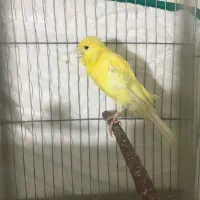 قناری ماده سوپری|پرنده|تهران, جوادیه تهرانپارس|دیوار