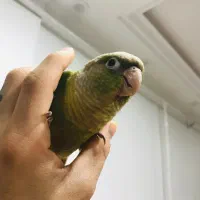 طوطی گرینچیک|پرنده|امیدیه, |دیوار