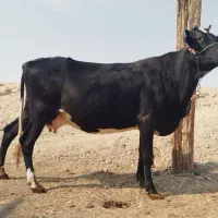 گاو خارجی ابستن شادگان|حیوانات مزرعه|شادگان, |دیوار