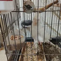 عروس هلندی با جوجه