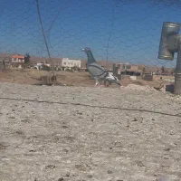 یک جفت ابلغ کلکسیونی دیونه