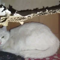 گربه|گربه|زنجان, |دیوار