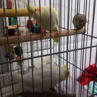 عروس هلندی لوتینو|پرنده|شیراز, شاهچراغ|دیوار