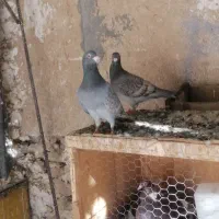 نرو ماده طاوسی|پرنده|برازجان, |دیوار