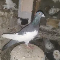 کبوتر یاکفتر