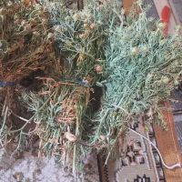 اسفند|گل و گیاه طبیعی|زنجان, |دیوار