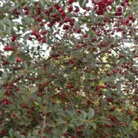 فروش باغ گیلاس و آلبالو|فروش خانه و ویلا|تهران, آذربایجان|دیوار