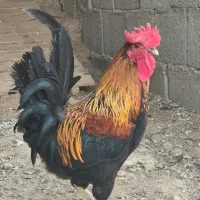 خروس محلی