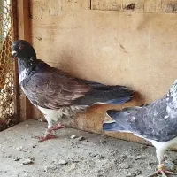 نر قاره گم شده|پرنده|بومهن, |دیوار