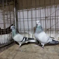 شامی دم سفید