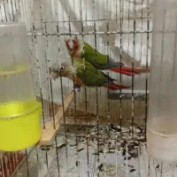 طوطی گرینچیک|پرنده|تربت جام, پاسداران|دیوار