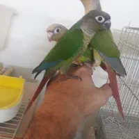 جوجه گیرینچک تازه دون خور شده رام|پرنده|ری, شهادت|دیوار