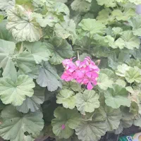 گل شمعدانی وقاشقی شاخه ای ۳۰ هزار دارم|گل و گیاه طبیعی|کنگاور, |دیوار