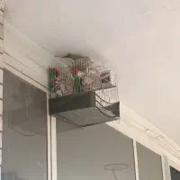 قفسه پرنده