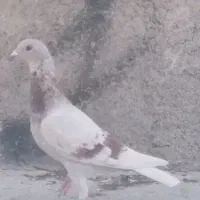 جوجه مسجدی روشن