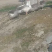 6عدد غاز گوشتی|حیوانات مزرعه|بیله سوار, |دیوار