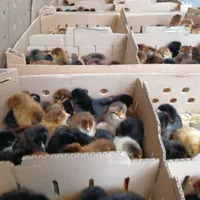 جوجه محلی گلپایگان|حیوانات مزرعه|لاهیجان, کوی خزر|دیوار