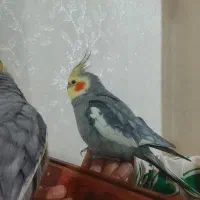 یک جفت عروس هلندی|پرنده|رباطکریم, شترخوار|دیوار