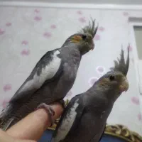 عروس هلندی (معاوضه