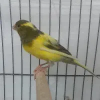 قناری نر ابلغ بخون سالم سرحال