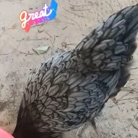 فروش ۳۰ قطعه لاکنولدر استرالورپ ویاندوت بلورد|حیوانات مزرعه|محلات, |دیوار