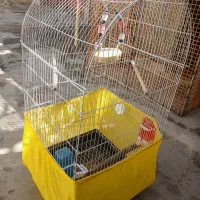 قفس طوطی|لوازم جانبی حیوانات|تاکستان, |دیوار