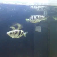 ماهی|ماهی|رشت, قاسمیه|دیوار