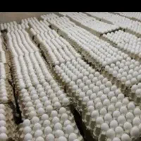 پخش تخم مرغ