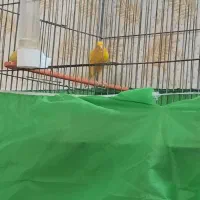 قناری مست مست  نر پرتقالی|پرنده|کارون, |دیوار