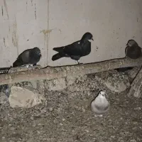 فروش ۲۰ عدد کبوتر خوب جفت ۴۰۰ تومان|پرنده|کاکی, |دیوار
