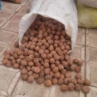 گردوی درجه یک موجود است