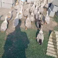 ۲۸عدد اردک محلی پکنی اصل ماده
