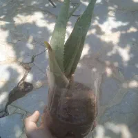 الوورا