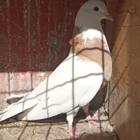 کفتر|پرنده|شهریار, اصیل آباد|دیوار