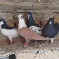 شهری وبهبهانی