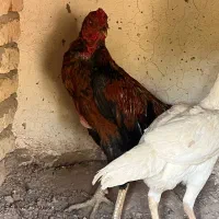 خروس لاری|حیوانات مزرعه|تهران, خاوران|دیوار