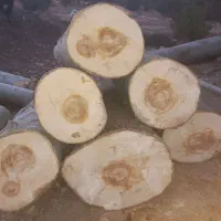 خریدار درخت چوب گردو بید سفیدار کبوده|خدمات باغبانی و درختکاری|سیسخت, |دیوار