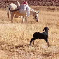 خر ماده
