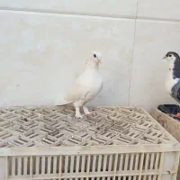 کفتر حندقی