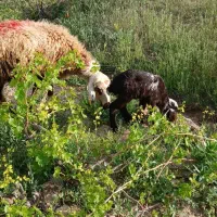 دوراس میش آبستن.۴راس بز ابستن