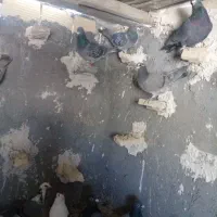 دسته ۳۰تای پلاکی|پرنده|شیراز, کفترک|دیوار