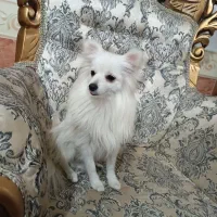 سگ گم شده مژدگانی میدم