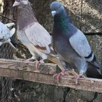 فروش کبوتران فوق پرشی|پرنده|رامسر, |دیوار