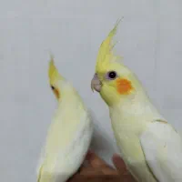 عروس هلندی دستی